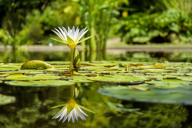 Comment faire une petite mare dans votre jardin