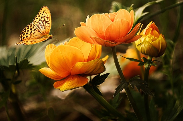 Comment planter et entretenir des fleurs, des légumes, et d'autres plantes